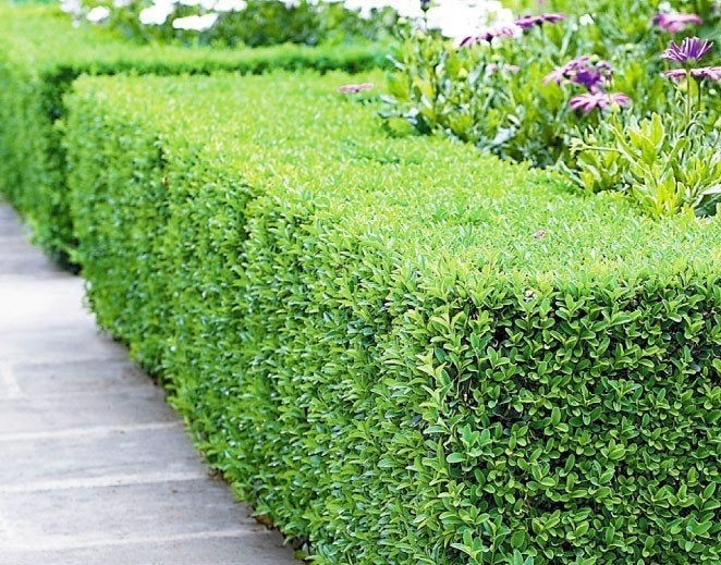Buxus sempervirens, buxus planten, Overige soorten, Volle zon, Vaste plant, Ophalen of Verzenden