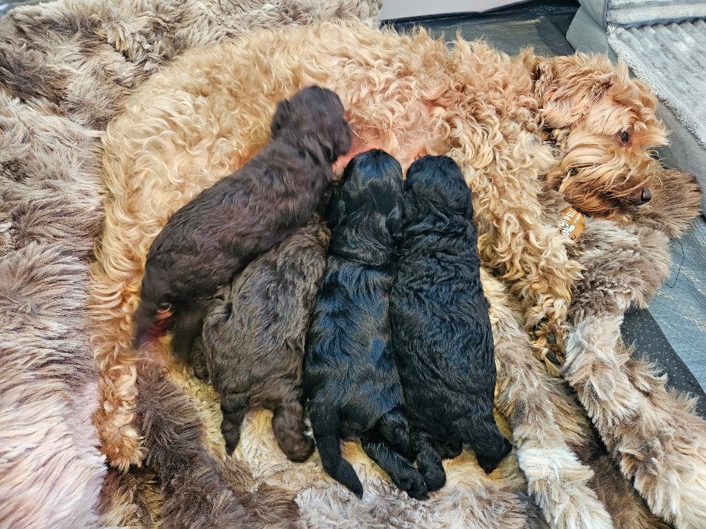 Havapups geboren !, 8 tot 15 weken, Geslacht onbekend, Parvo, Meerdere