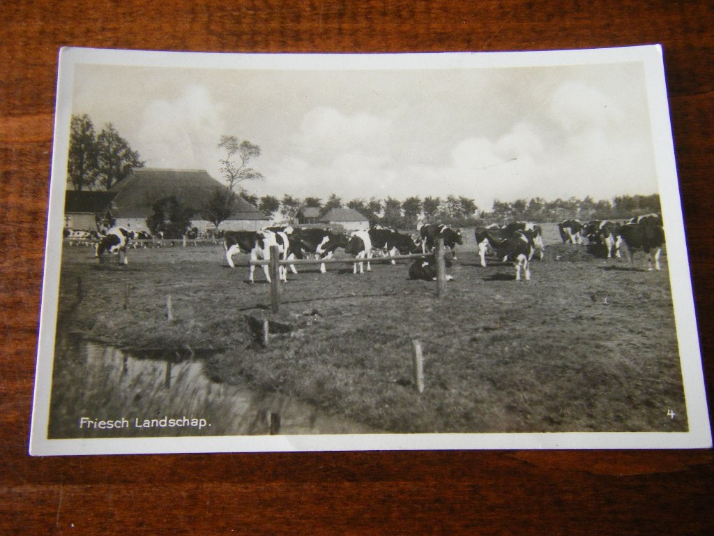 V42 - Friesland - Boerderij - Koeien - 1942 - Oud, Verzamelen, Ophalen of Verzenden, 1940 tot 1960, Friesland