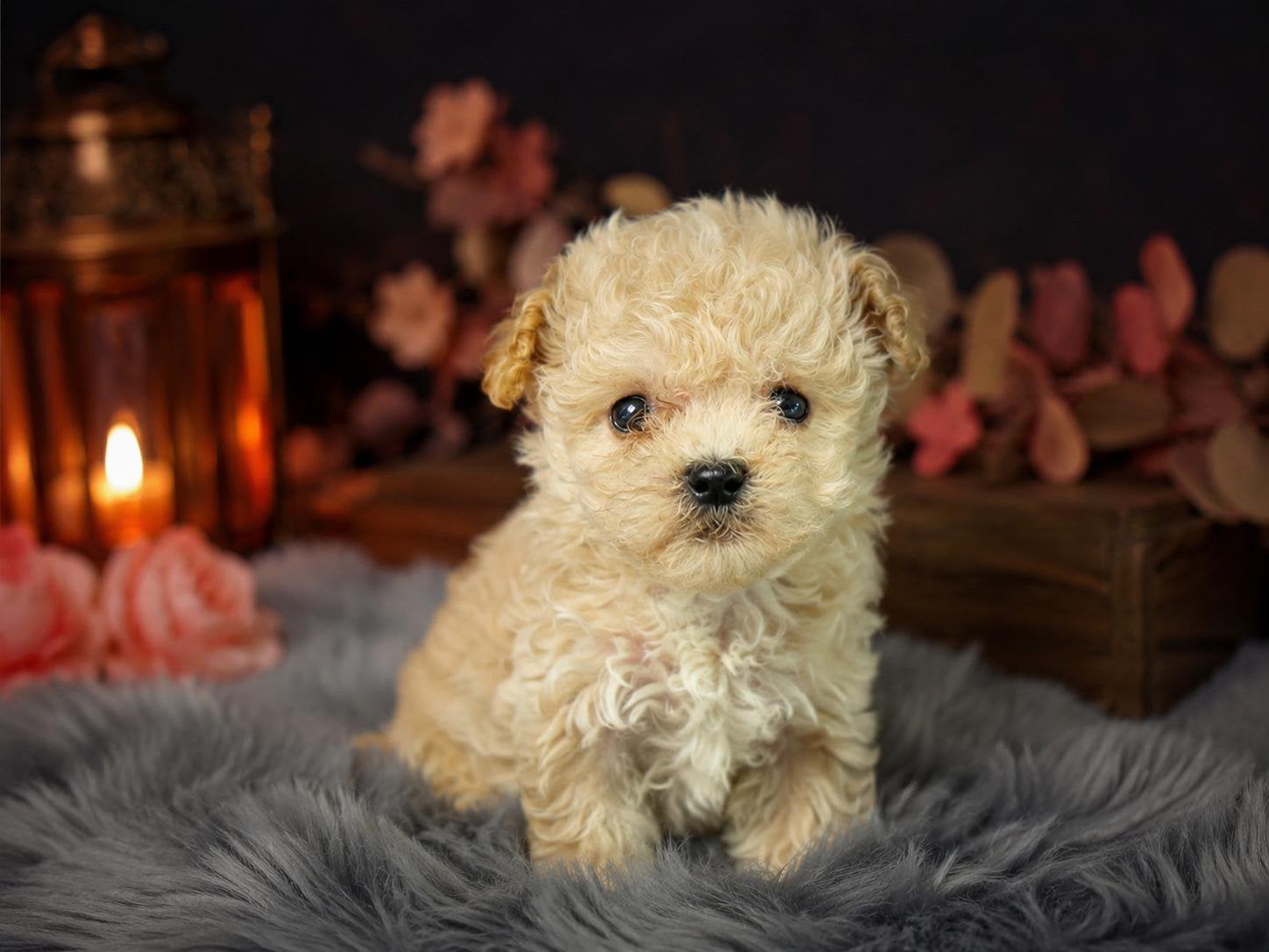 Exclusieve Mini Teacup Maltipoo Pups, Parvo, 8 tot 15 weken, Eén hond, Nederland