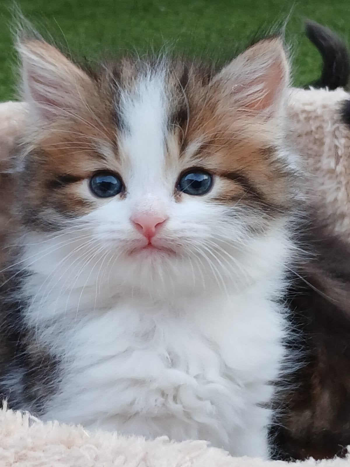 Zeer mooie raszuivere siberische kitten, Kater