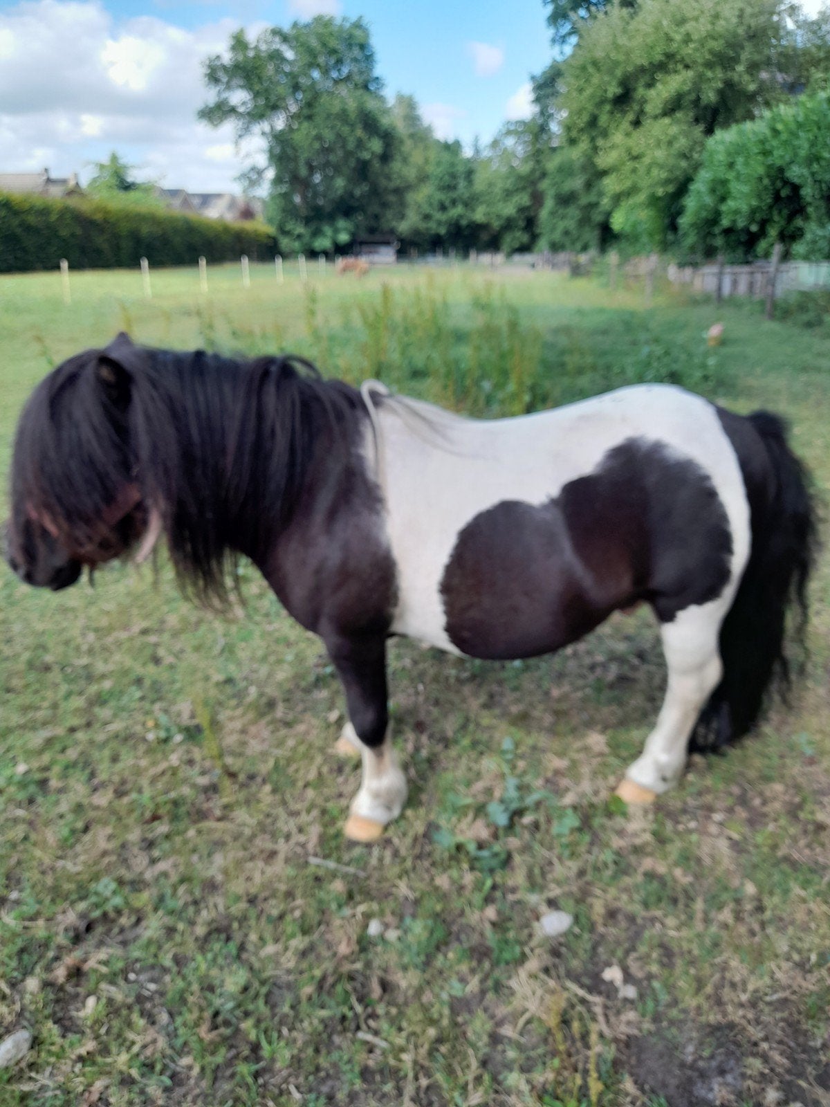 Dekhengstje, Dieren en Toebehoren, Pony's, Hengst, A pony (tot 1.17m), Met stamboom, 7 tot 10 jaar