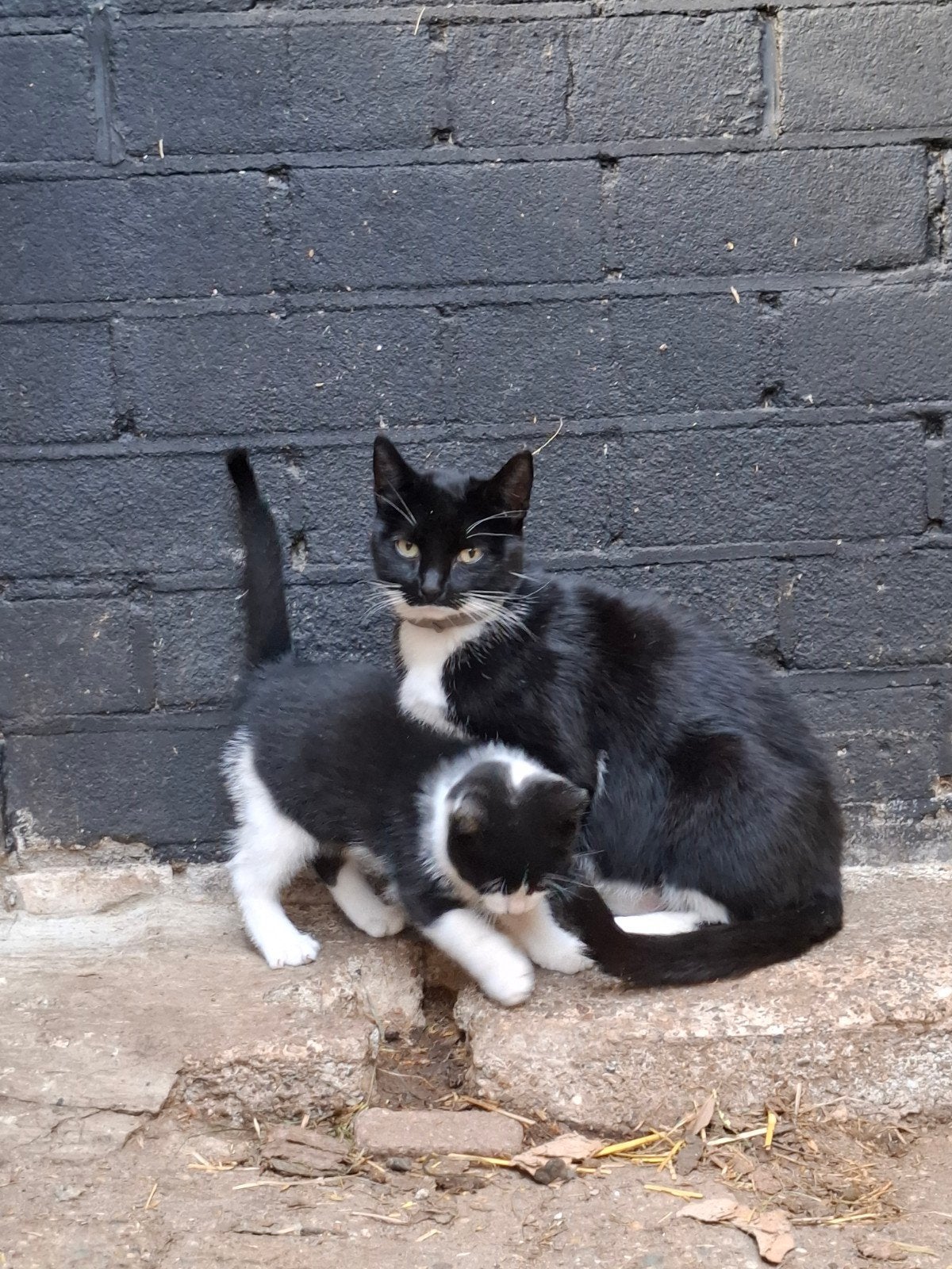 kittens van de boerderij, Meerdere dieren, Kortharig, 0 tot 2 jaar