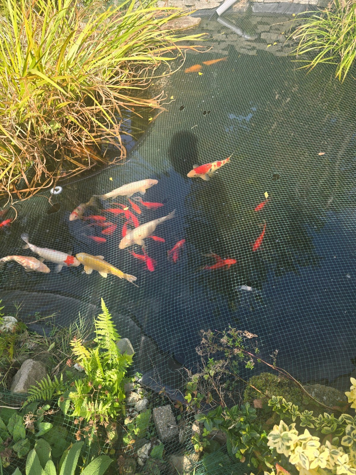 20 koikarpers 10 tot 30 cm alle kleuren, Karper of Koi