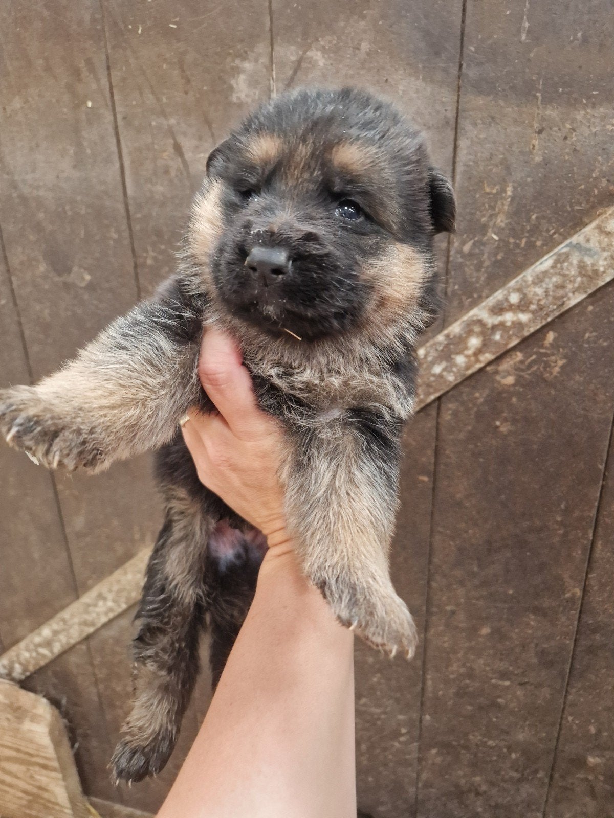 Puppy duitse herder pup FCI stamboom langharig ED vrij/ HD A, Nederland, 8 tot 15 weken, Parvo, Meerdere