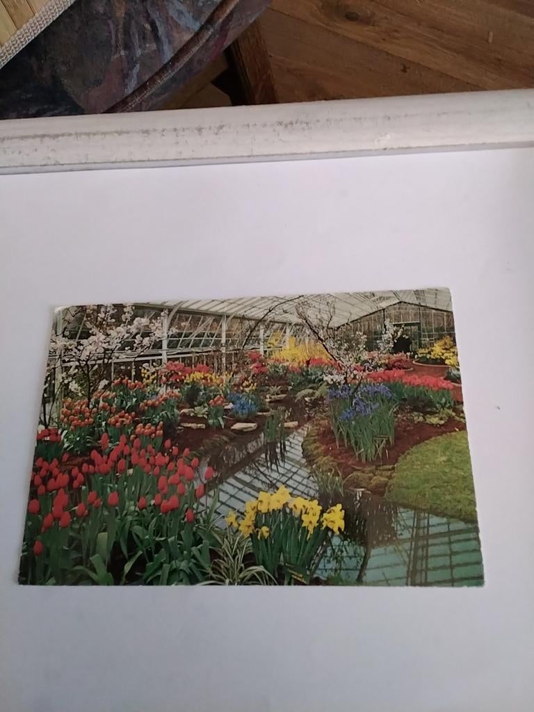 KEUKENHOF. LISSE, Ophalen of Verzenden