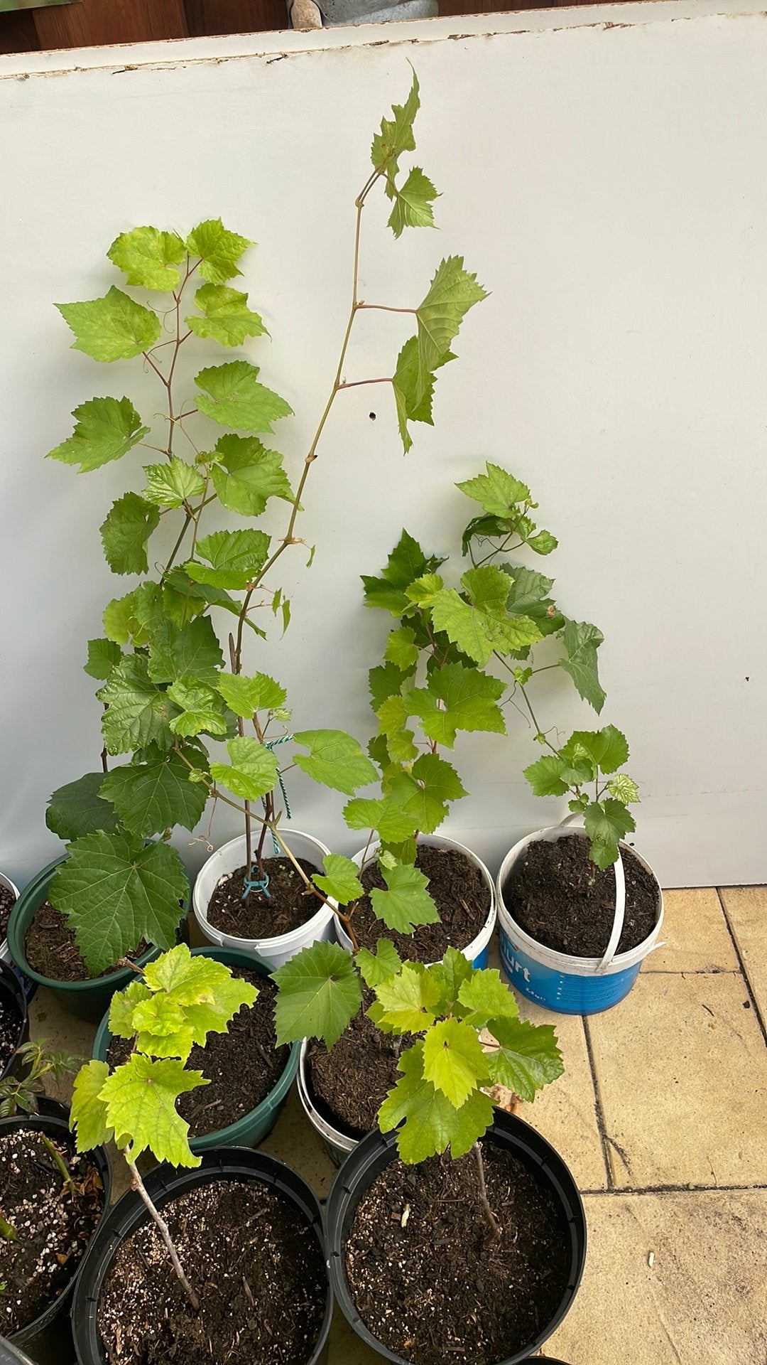 Druiven planten, Tuin en Terras, Ophalen, In pot, Overige soorten, Zomer