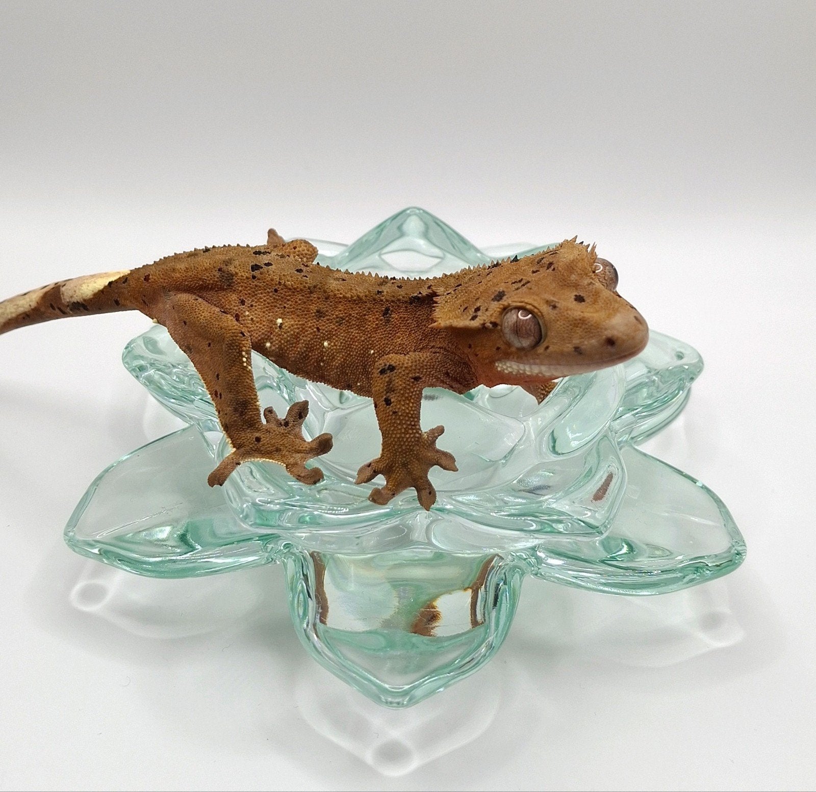 Supermooie dalmatian wimpergekko/crested gecko vrouw, Hagedis, 0 tot 2 jaar