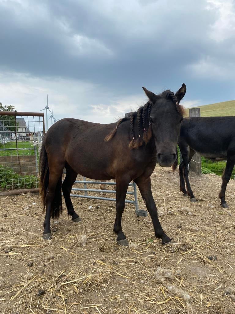Lieve shetlander merrie, Dieren en Toebehoren, Niet van toepassing, 0 tot 2 jaar, A pony (tot 1.17m), Recreatiepony