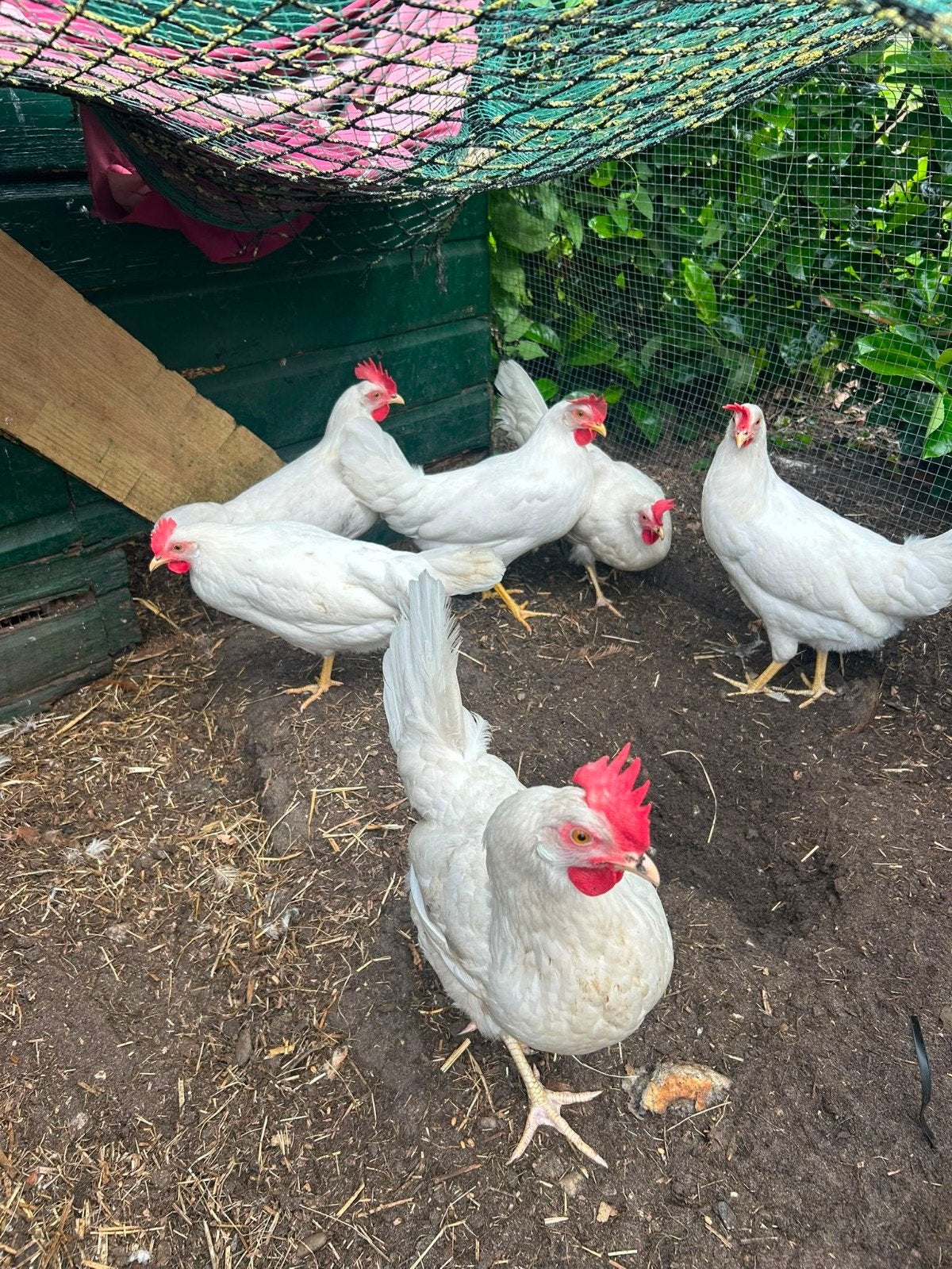 12 Jonge Witte Leghennen, Dieren en Toebehoren, Pluimvee, Vrouwelijk, Kip