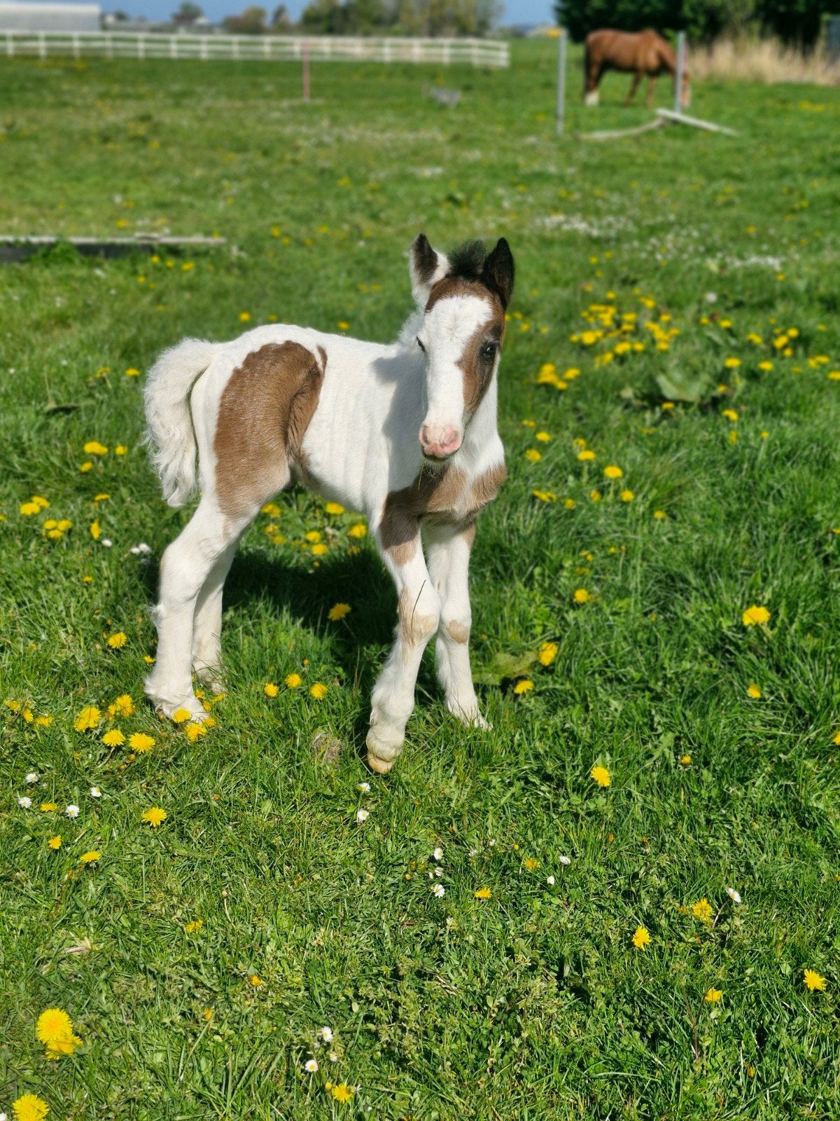 Gummy - mini Tinker, Hengst, B pony (1.17m tot 1.27m), 0 tot 2 jaar