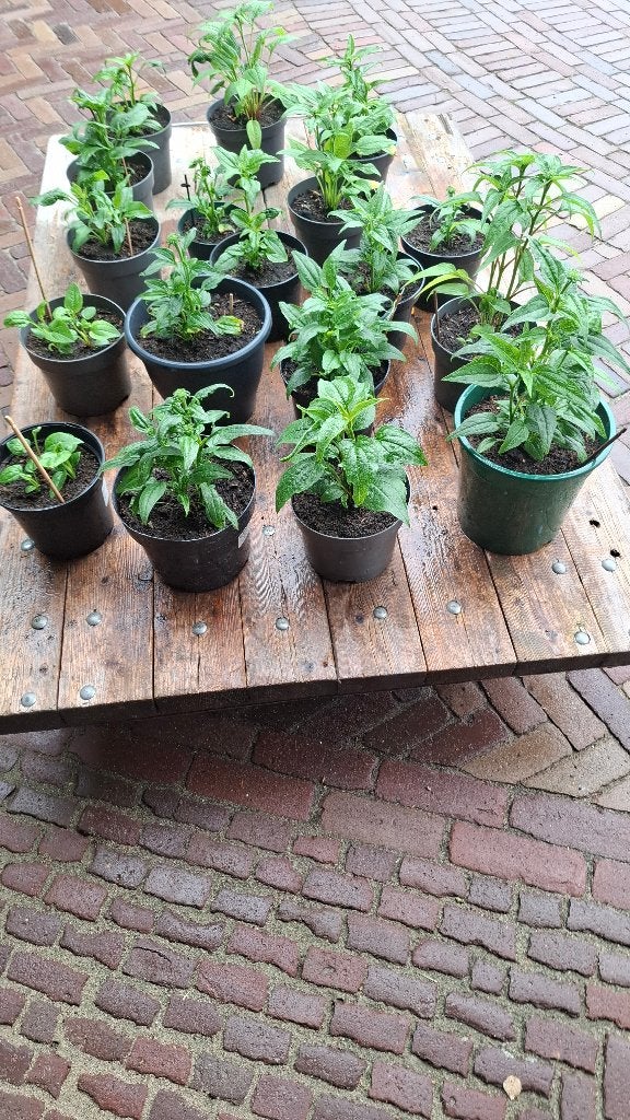 zonnehoed, Tuin en Terras, Planten | Tuinplanten, Ophalen, Overige soorten, Volle zon
