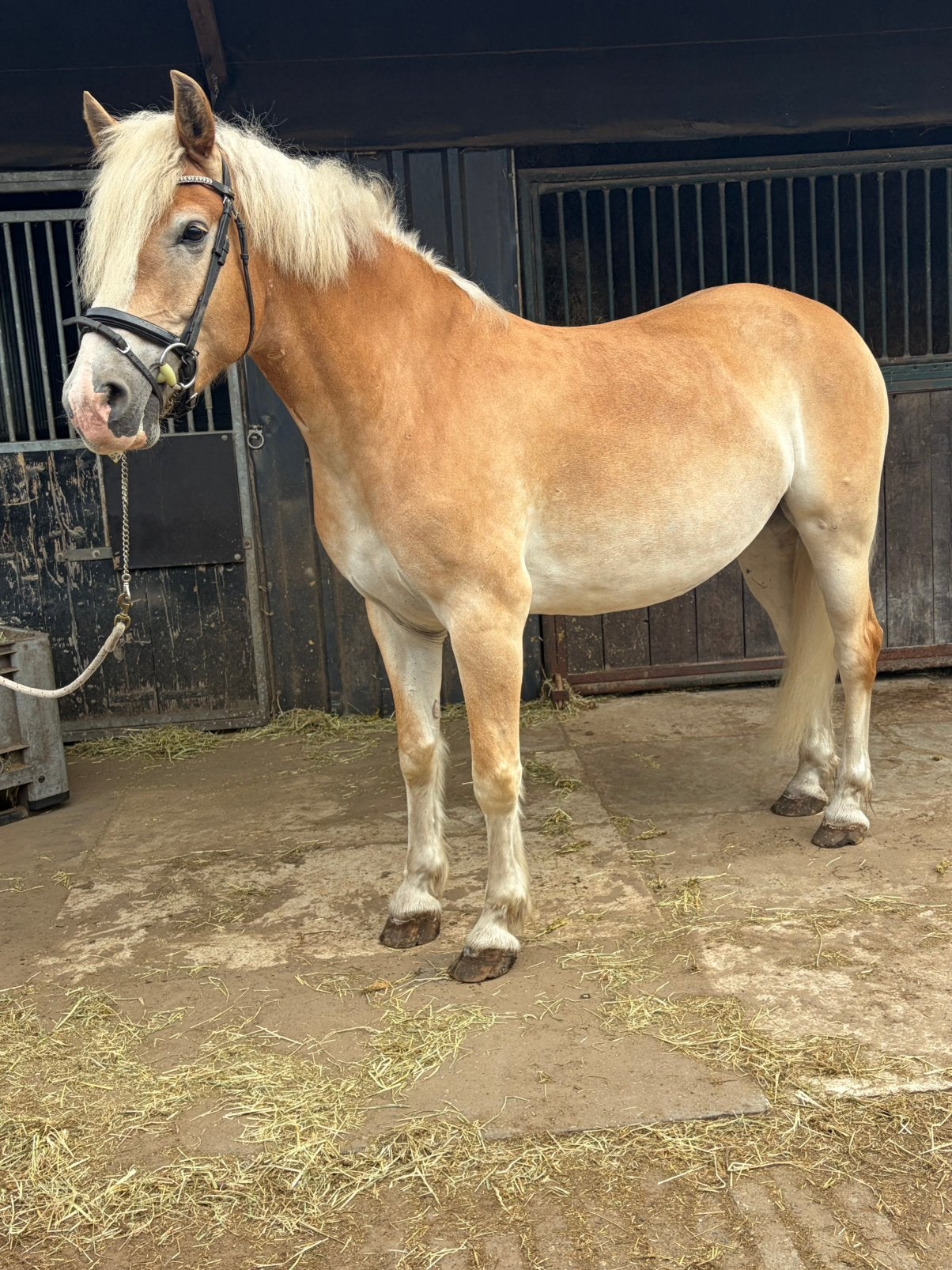 Grote lieve haflinger ruin, Dieren en Toebehoren, Minder dan 160 cm, Met stamboom, Ruin, 3 tot 6 jaar