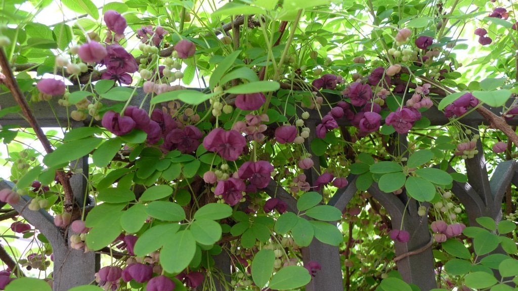 Akebia Quinata of schijnaugurk vaste klim plant, Ophalen, Overige soorten, Volle zon