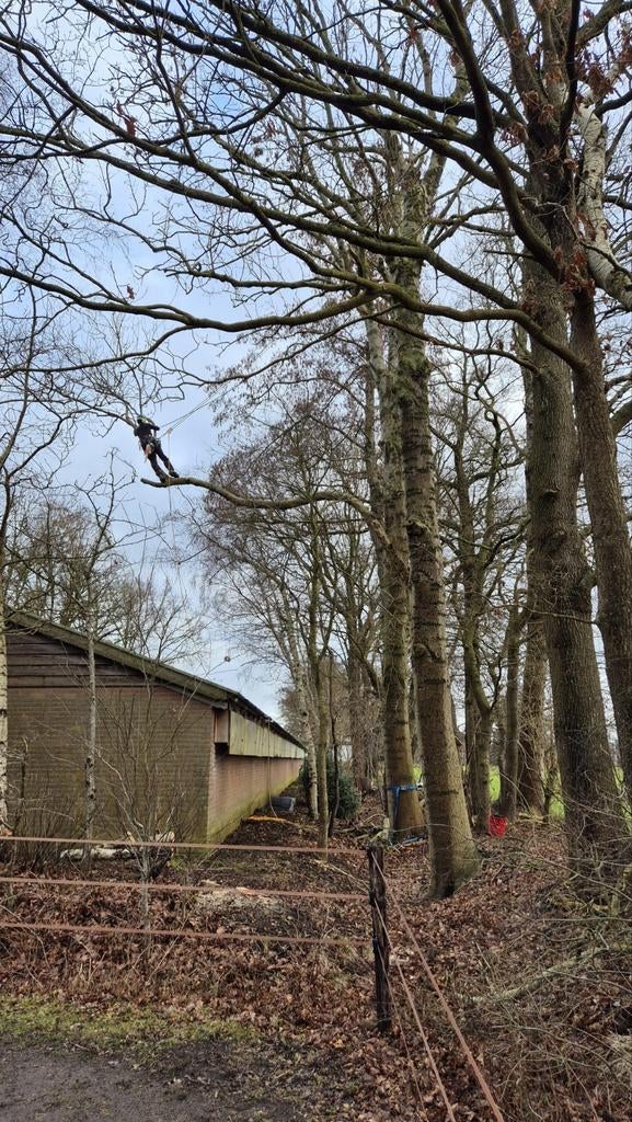 Boomverzorging boomverzorger kappen en snoeien van bomen., Tuin en Terras, Haardhout, Minder dan 3 m³, Ophalen of Verzenden