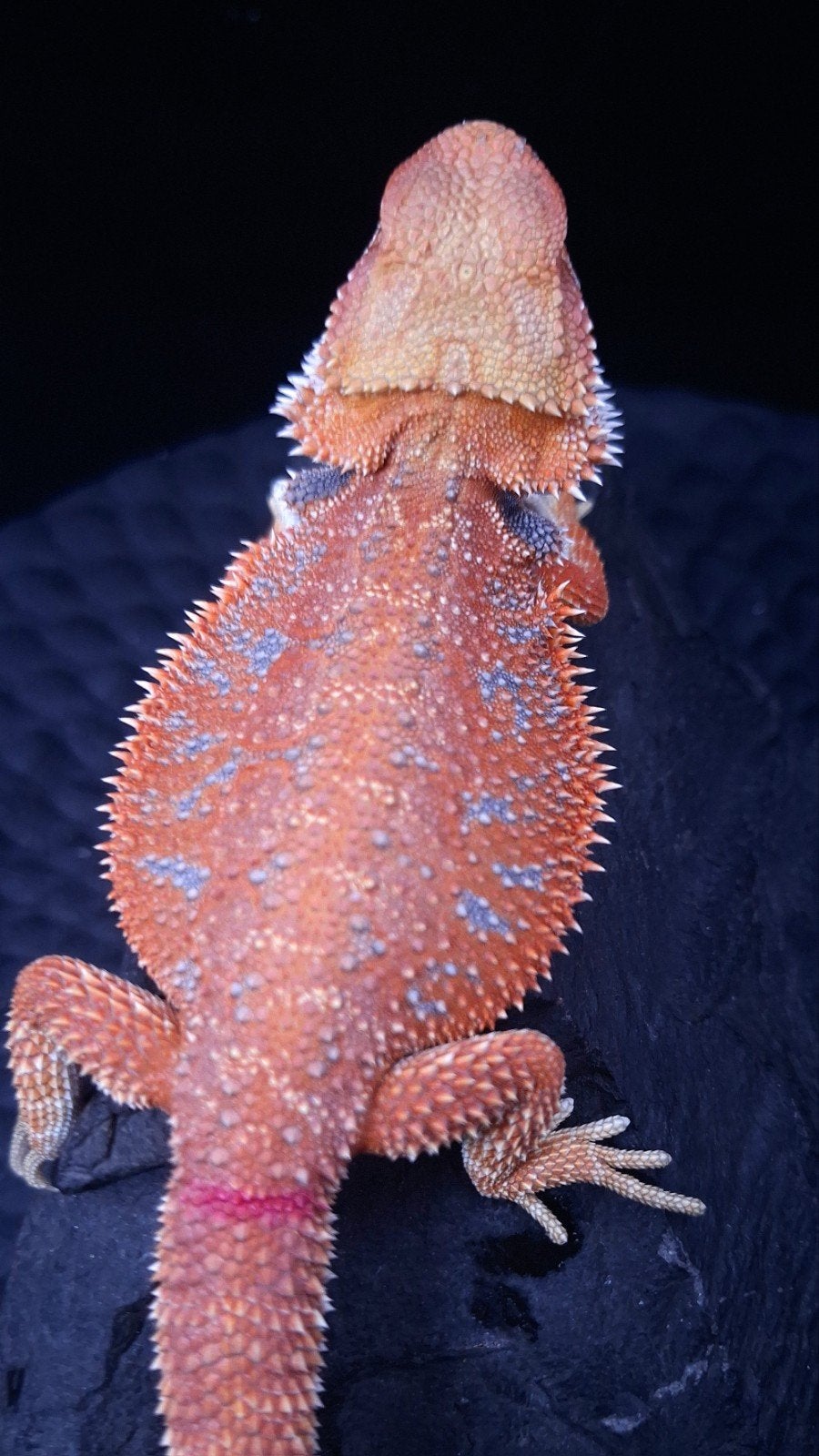 Baardagaam Vrouwen Red Hypo Blue Bar

Red Hypo
Re Bearded Dragon photo 10