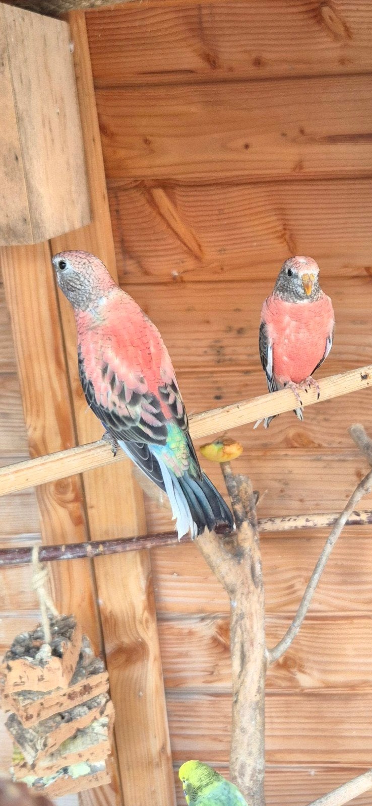 Bourkeparkieten te koop, Meerdere dieren, Parkiet, Geringd