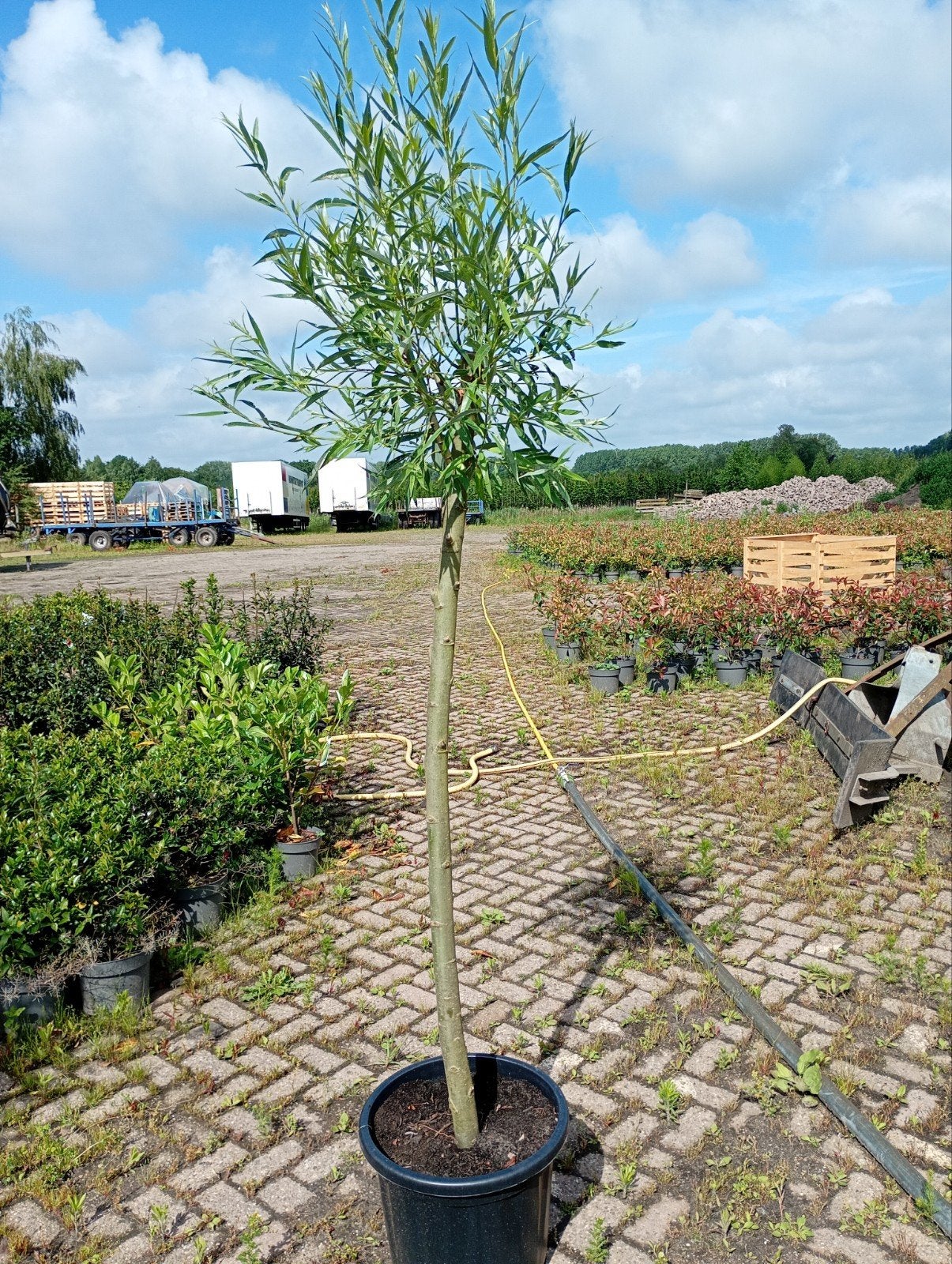 Knotwilg Salix alba, Ophalen of Verzenden, Volle zon, Overige soorten, 100 tot 250 cm