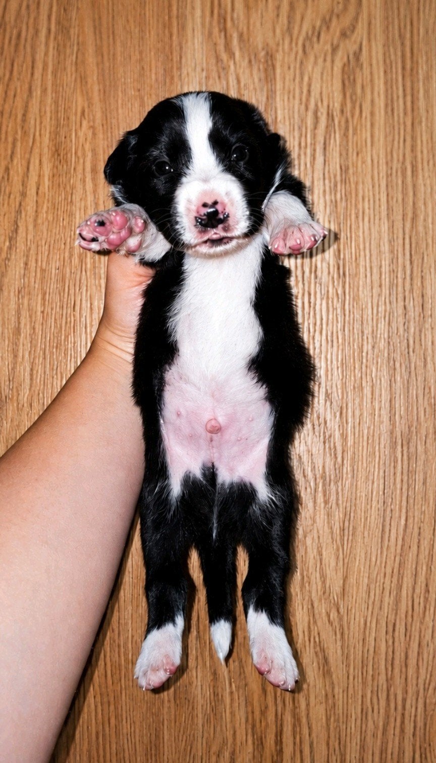 Australian shepherd kruising bordercollie pups te koop, 8 tot 15 weken, Meerdere, Meerdere dieren, Herder