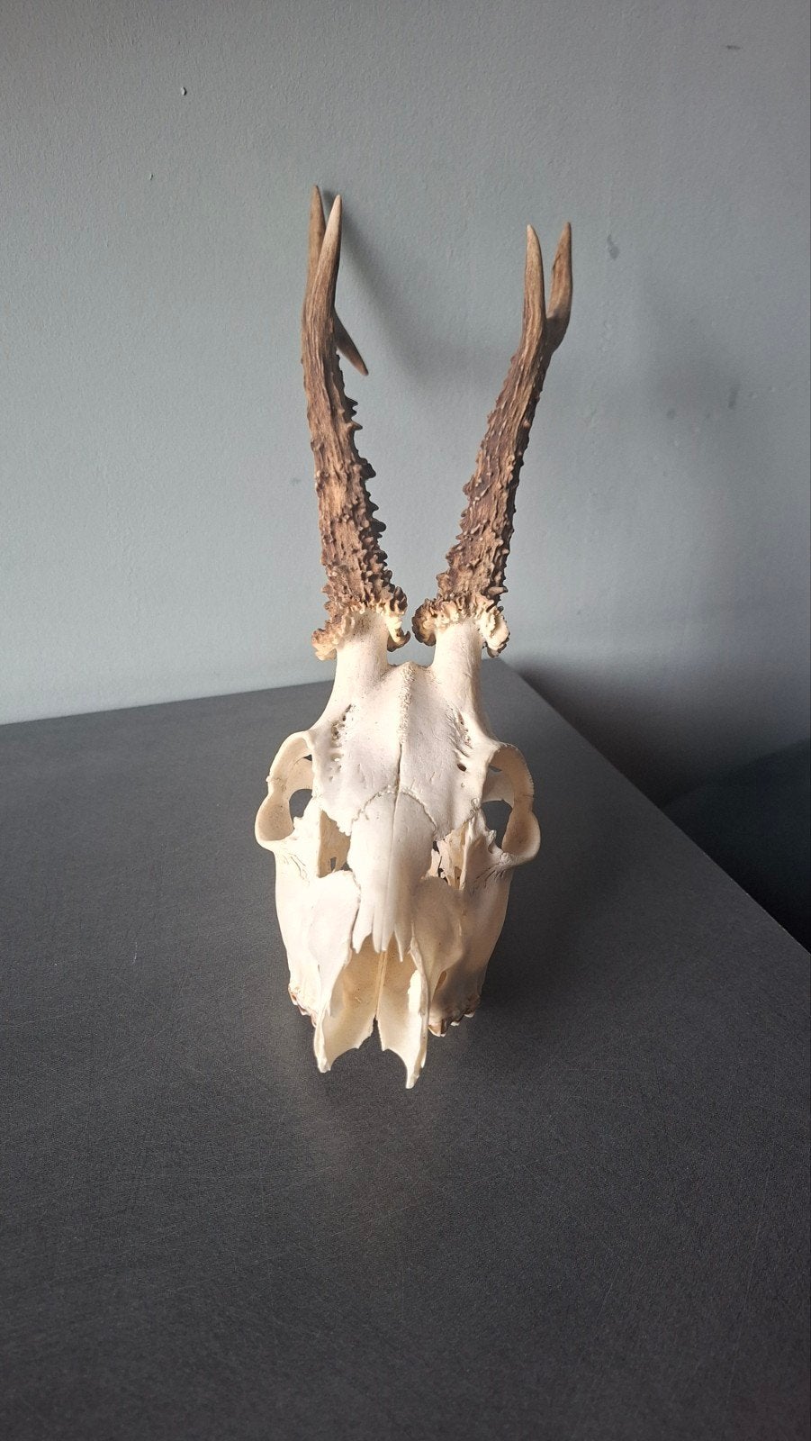 Reeënschedel met Gewei - Decoratief en Uniek, Verzamelen, Ophalen, Gebruikt, Hert, Schedel