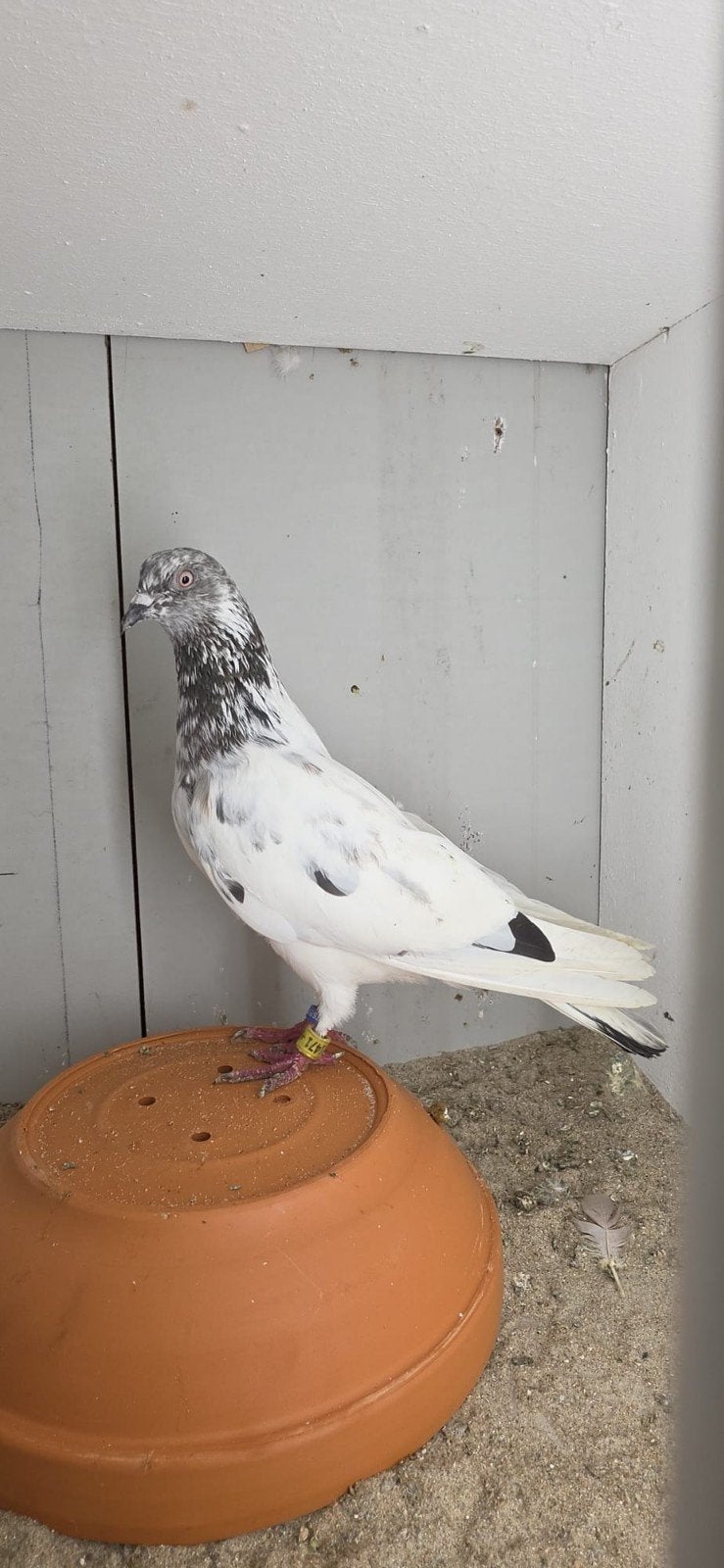 Pakistaanse hoogvlieger duivin, Dieren en Toebehoren, Vogels | Duiven, Vrouwelijk, Overige soorten