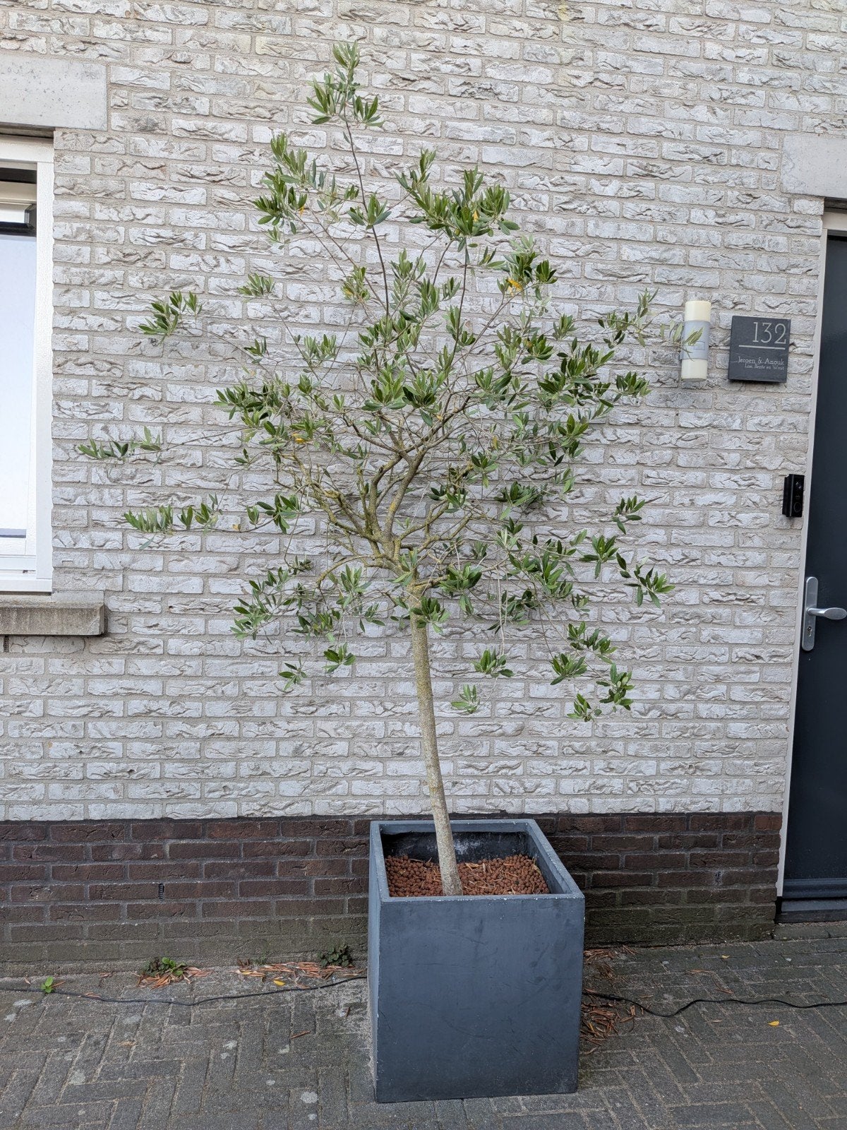 Grote olijfboom in pot - ca 225 cm hoog, Ophalen, Overige soorten, Volle zon
