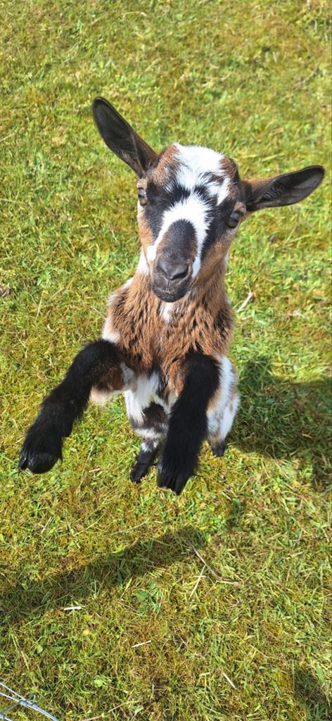 Dwergbok., Dieren en Toebehoren, Schapen, Geiten en Varkens