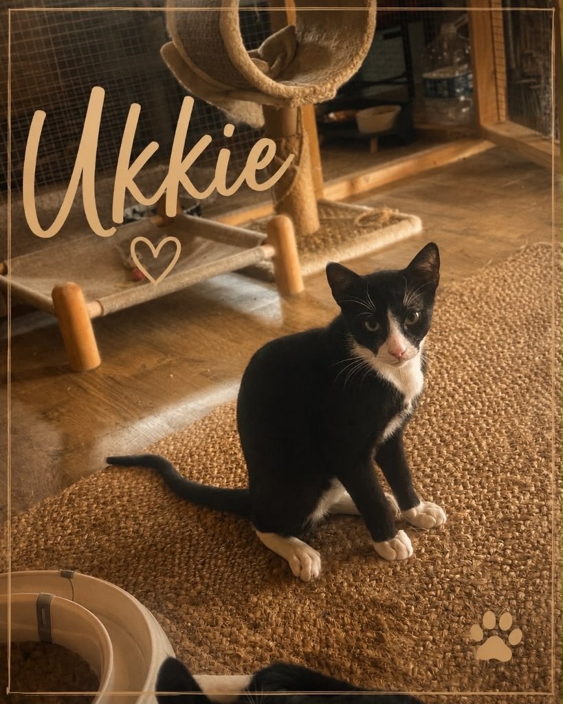 Deze lieverds zoeken hun lief baasje!, Dieren en Toebehoren, Katten en Kittens | Overige Katten, Meerdere dieren, Kortharig, 0 tot 2 jaar