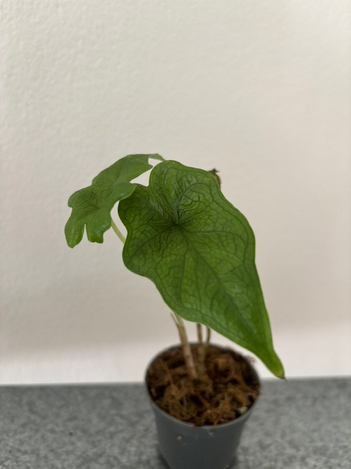 Alocasia Jacklyn, Ophalen of Verzenden, Halfschaduw, Minder dan 100 cm