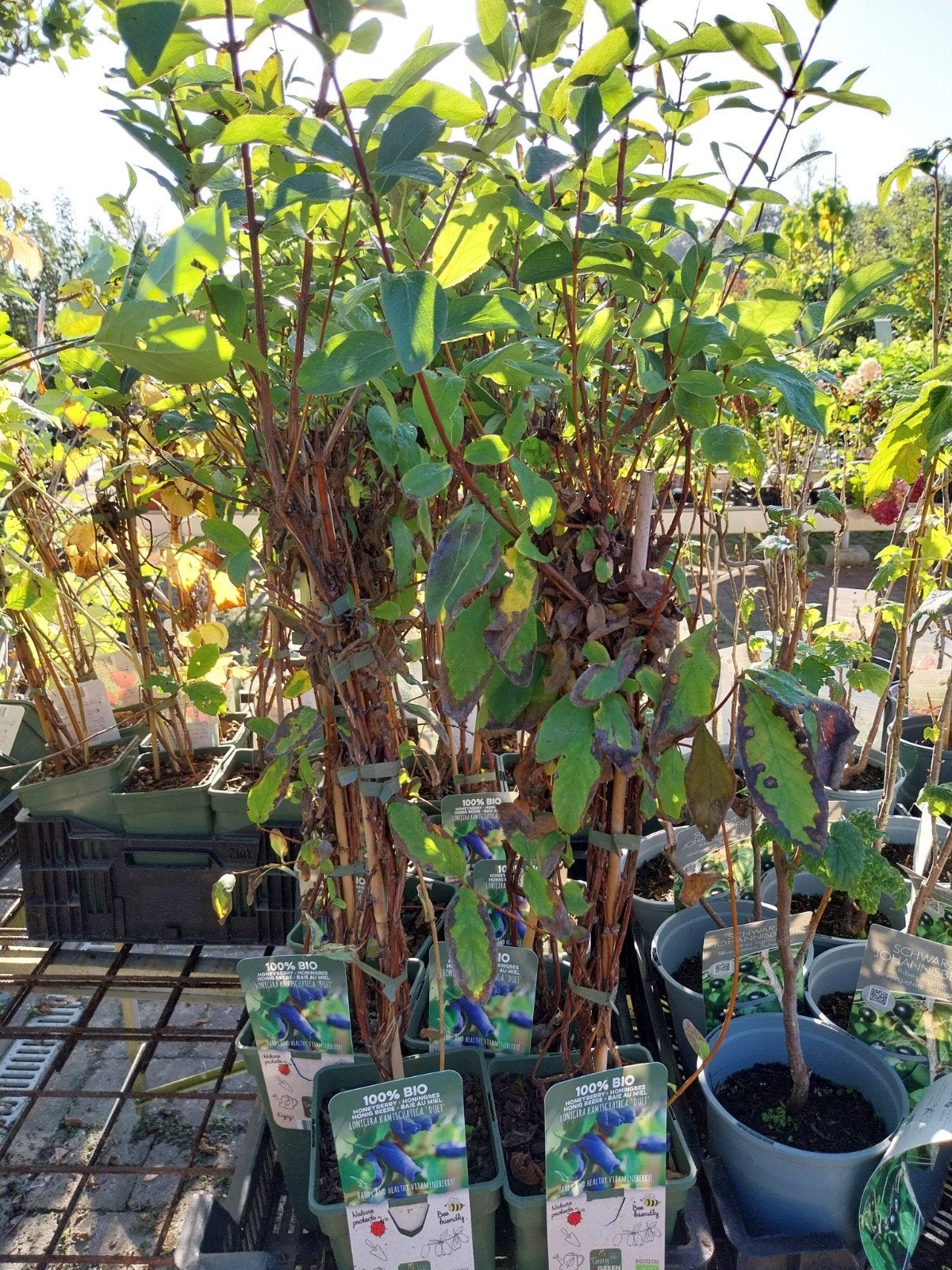 Lonicera kamtschatica 'Duet' - Honingbes, Ophalen, Volle zon, Vaste plant, Fruitplanten