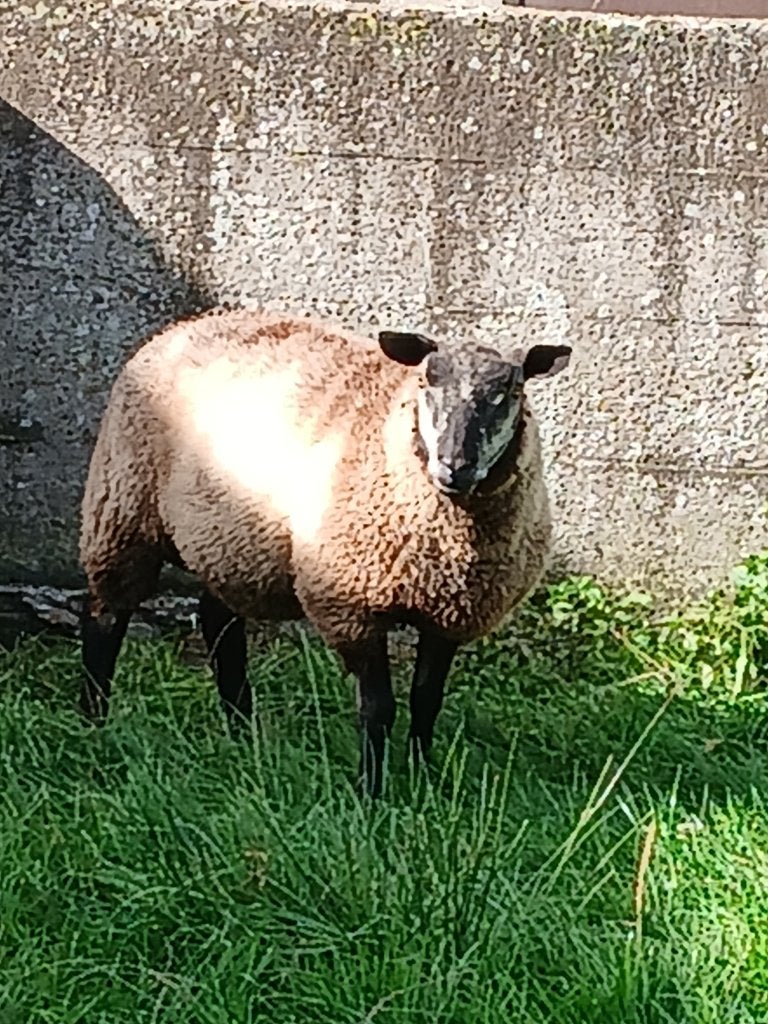 Blauwe Texelaar Dekram, Dieren en Toebehoren, Schapen, Geiten en Varkens, Mannelijk, Schaap, 0 tot 2 jaar