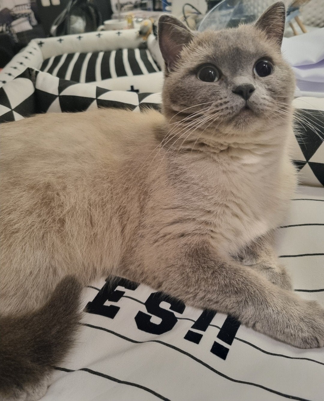 Nestaankondiging: Prachtige Britse Korthaar kittens, Poes