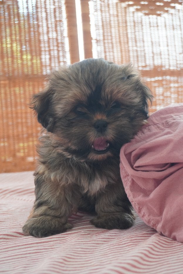 Shih Tzu x Shih Poo Puppy Reutje Gucci, Parvo, 8 tot 15 weken, Eén hond, Nederland