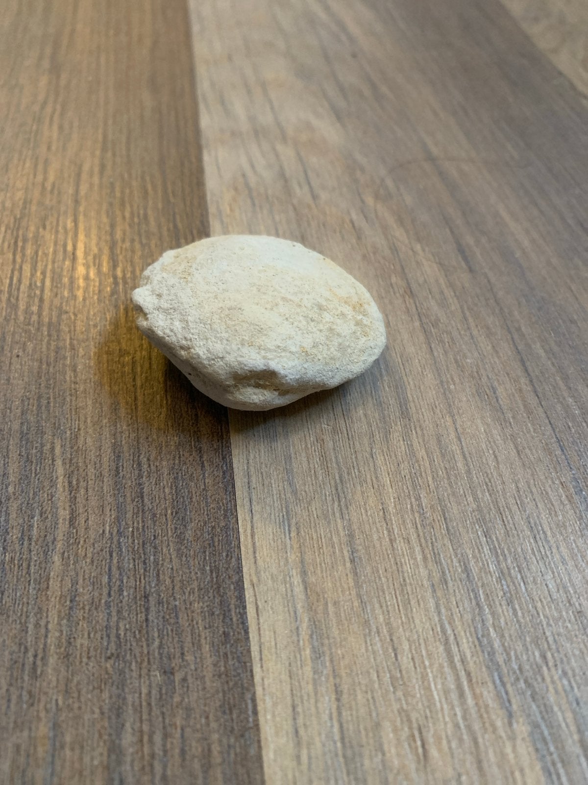 Fossiel schelp stuur me een bericht sls je er meer wilt, Verzamelen, Mineralen en Fossielen, Ophalen, Fossiel