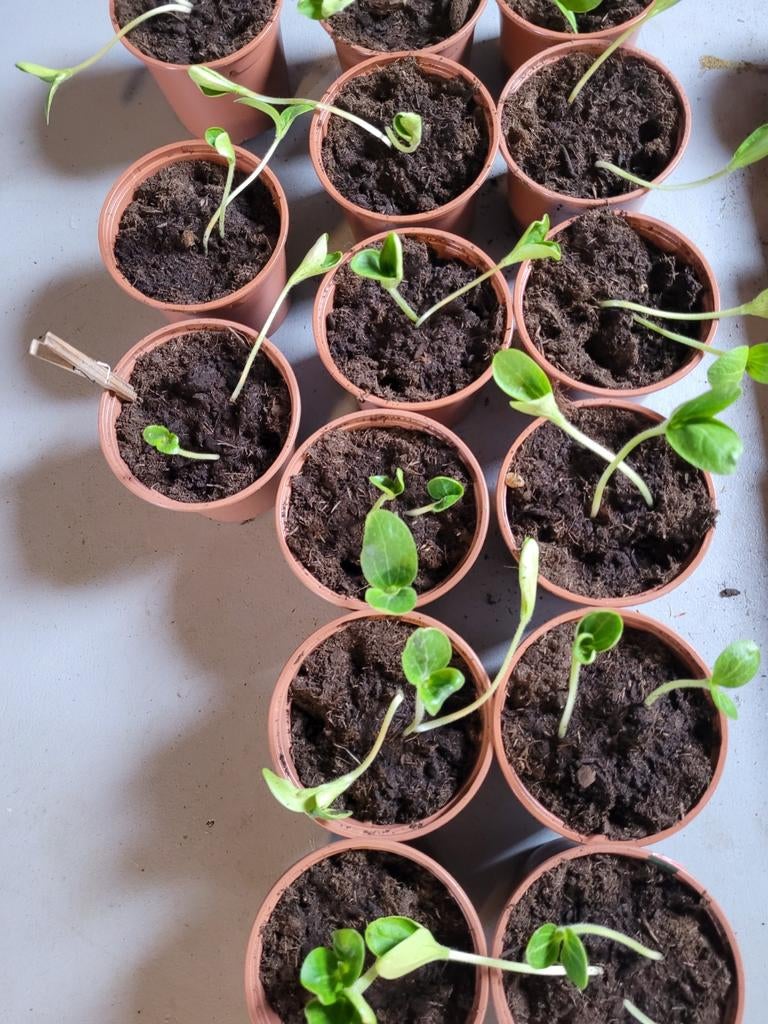 Courgette stekkies meerdere per pot!, Ophalen, Minder dan 100 cm, Overige soorten, Halfschaduw