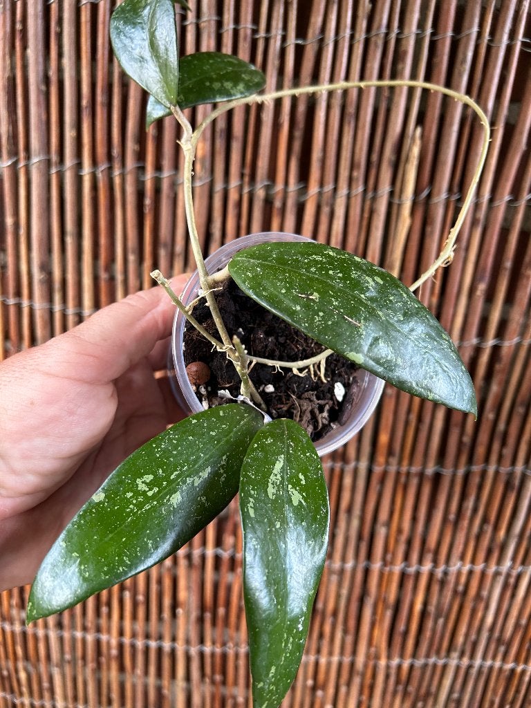 Hoya EPC 600🪴, Huis en Inrichting, Overige soorten, In pot, Minder dan 100 cm, Halfschaduw
