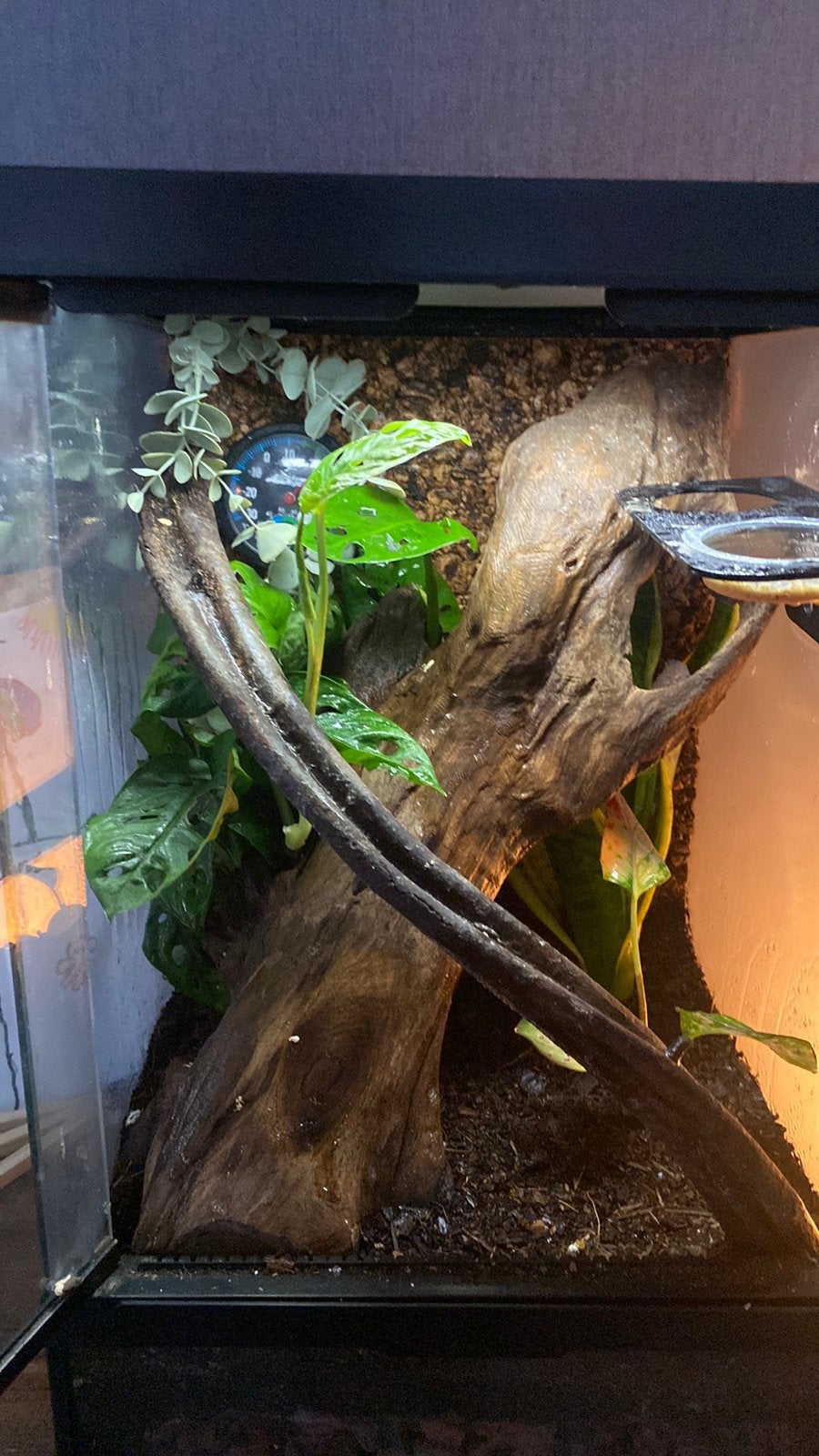 Twee Wimpergekko’s Correlophus ciliatus Crested Gecko photo 5