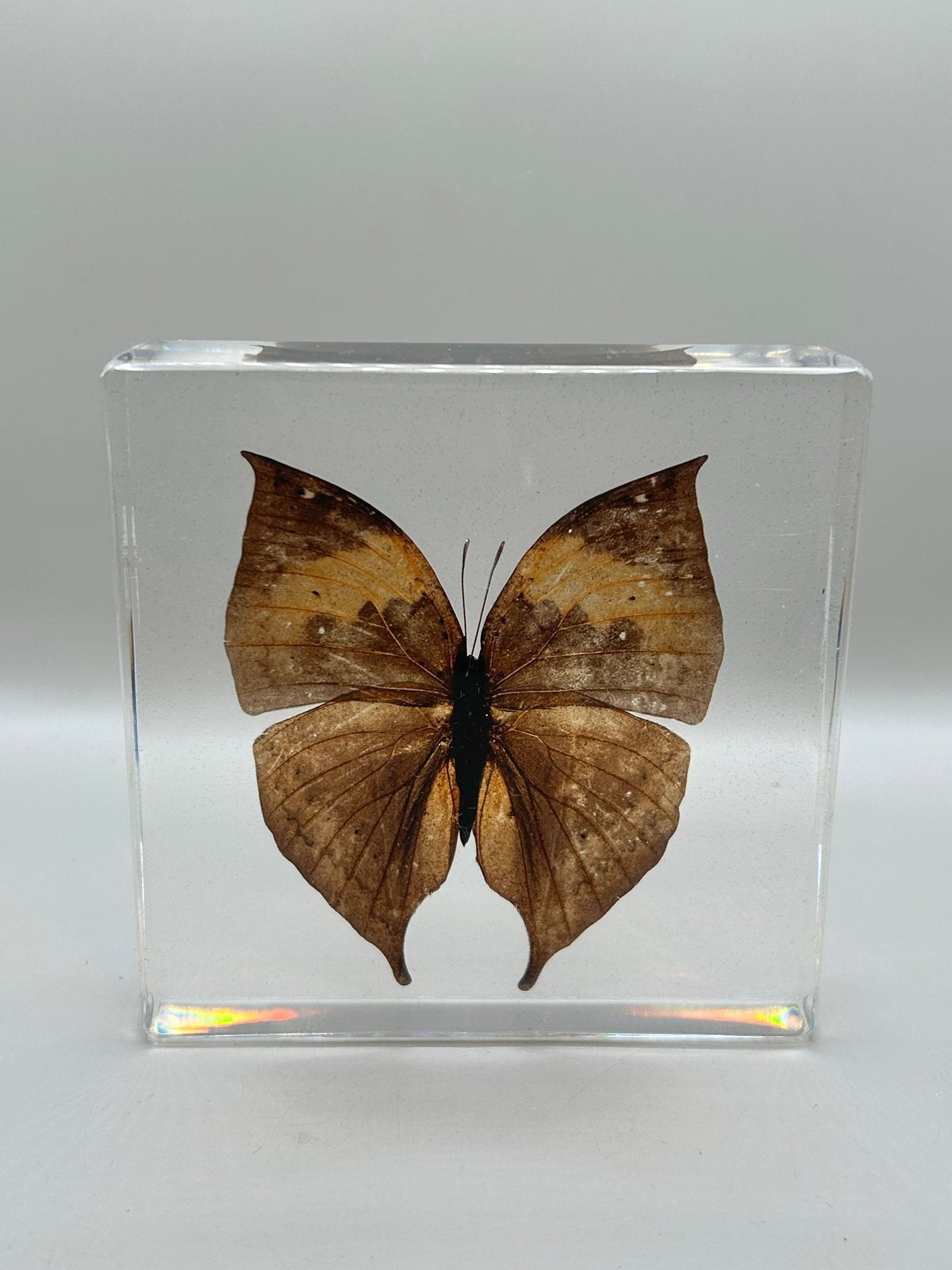 Vlinder in epoxy - Levensecht decoratiestuk, Nieuw, Ophalen of Verzenden, X, X