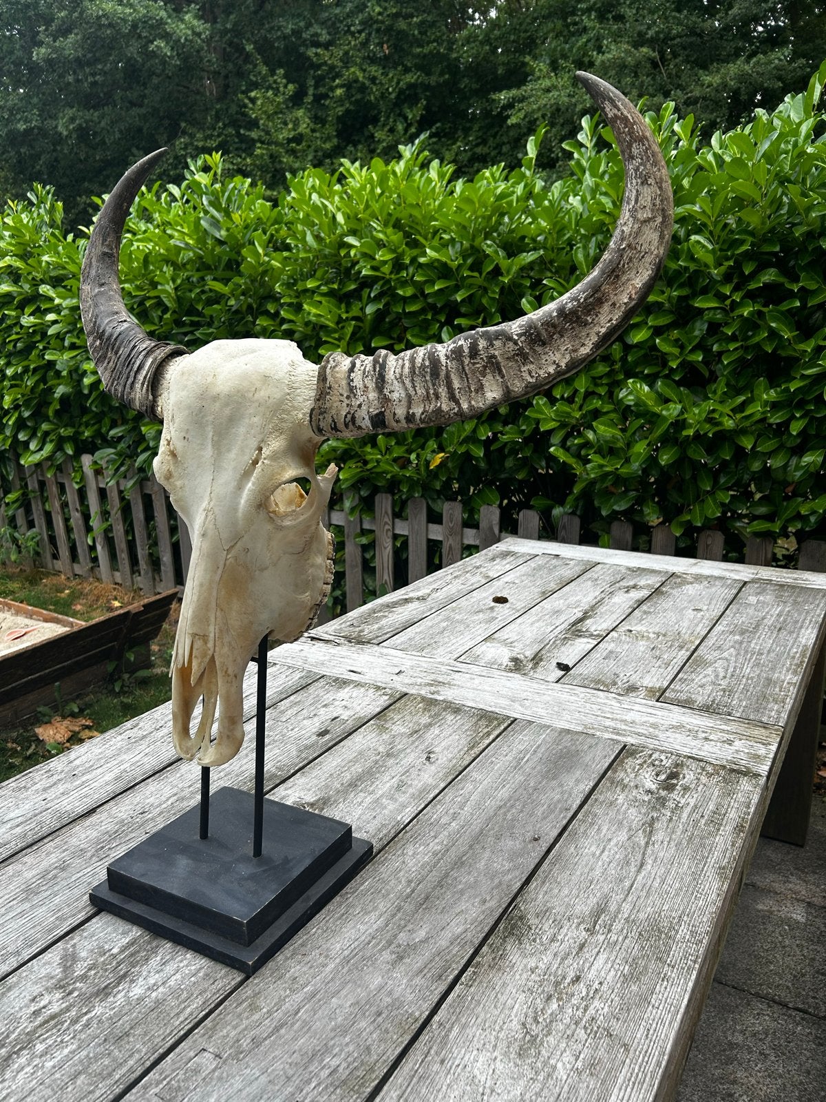 Decoratieve buffelschedel met hoorns op standaard, Ophalen