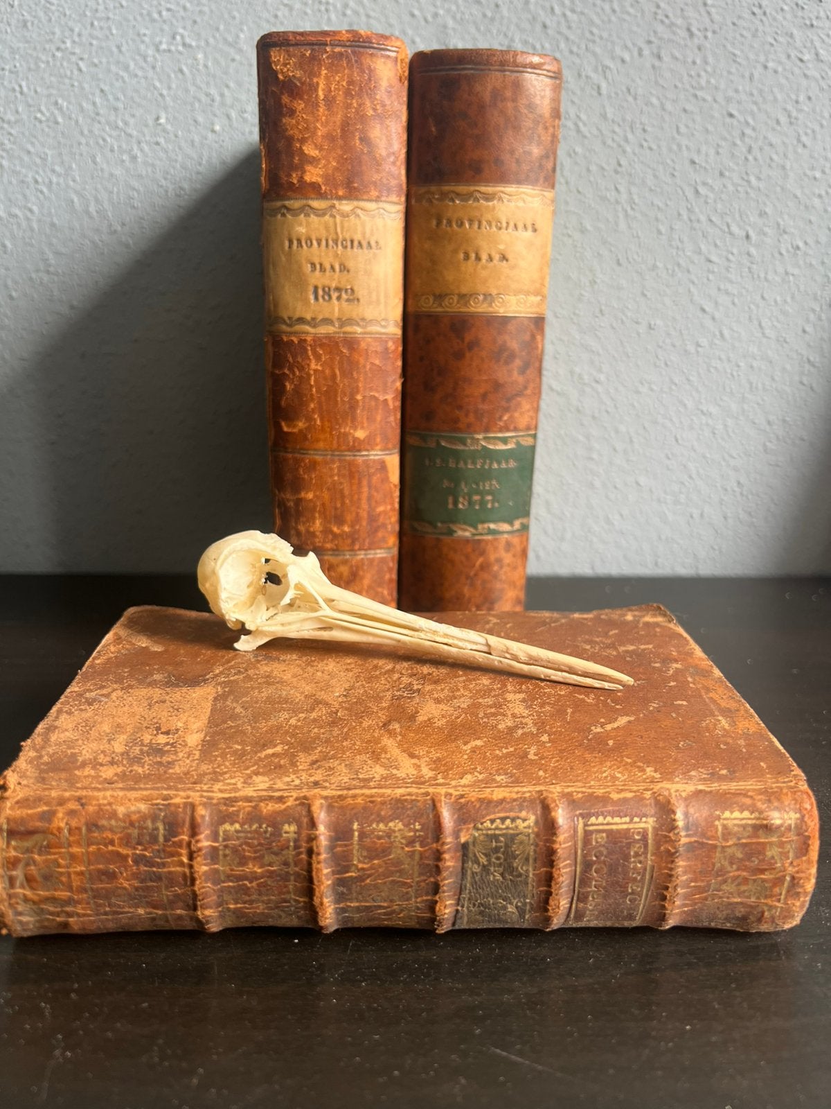 Schol-ekster schedel, Ophalen of Verzenden, Schedel
