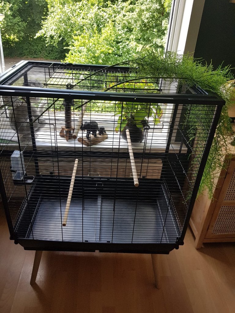 Kamervoliere, Dieren en Toebehoren, Ophalen, Zo goed als nieuw, Metaal, Vogelkooi