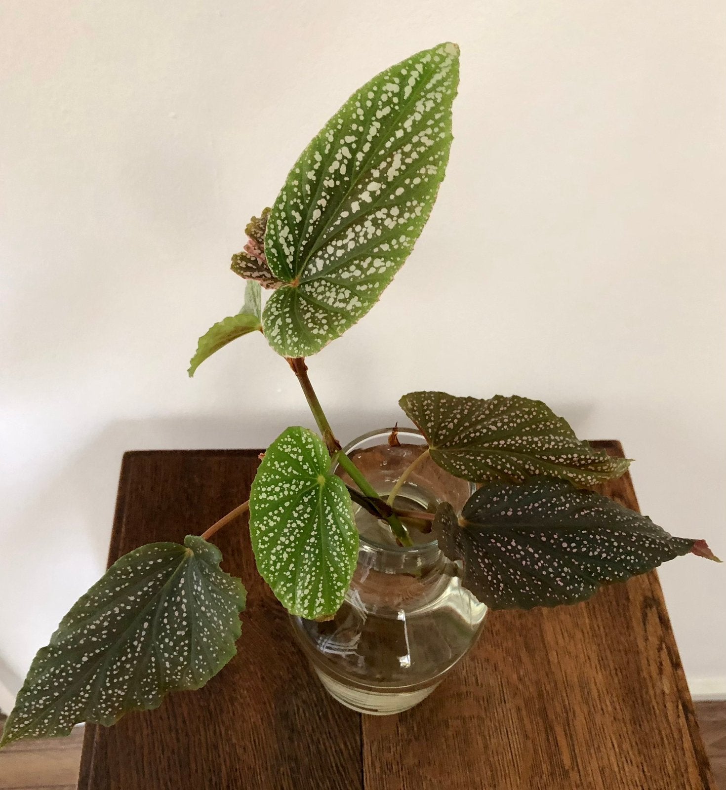 Stek van begonia snowcap / angelwings, Ophalen, Overige soorten, Halfschaduw, Minder dan 100 cm
