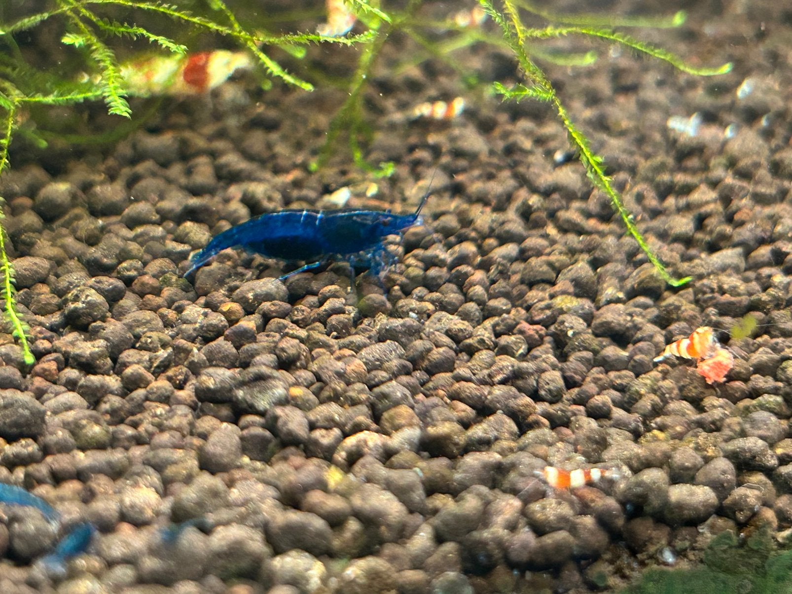 Blue Dream Neocaridina garnalen, Dieren en Toebehoren, Kreeft, Krab of Garnaal