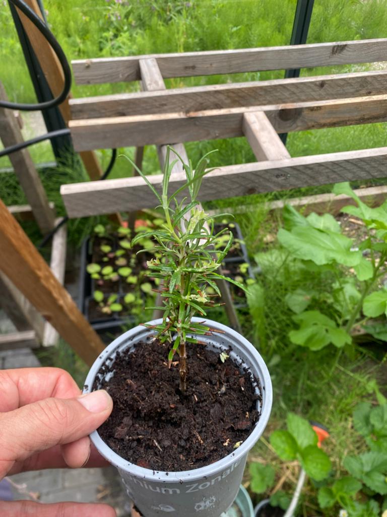 Verse Rozemarijn Plant - Ideaal voor Keuken & Tuin, Tuin en Terras, Planten | Tuinplanten, Ophalen, Volle zon, Vaste plant, Kruiden