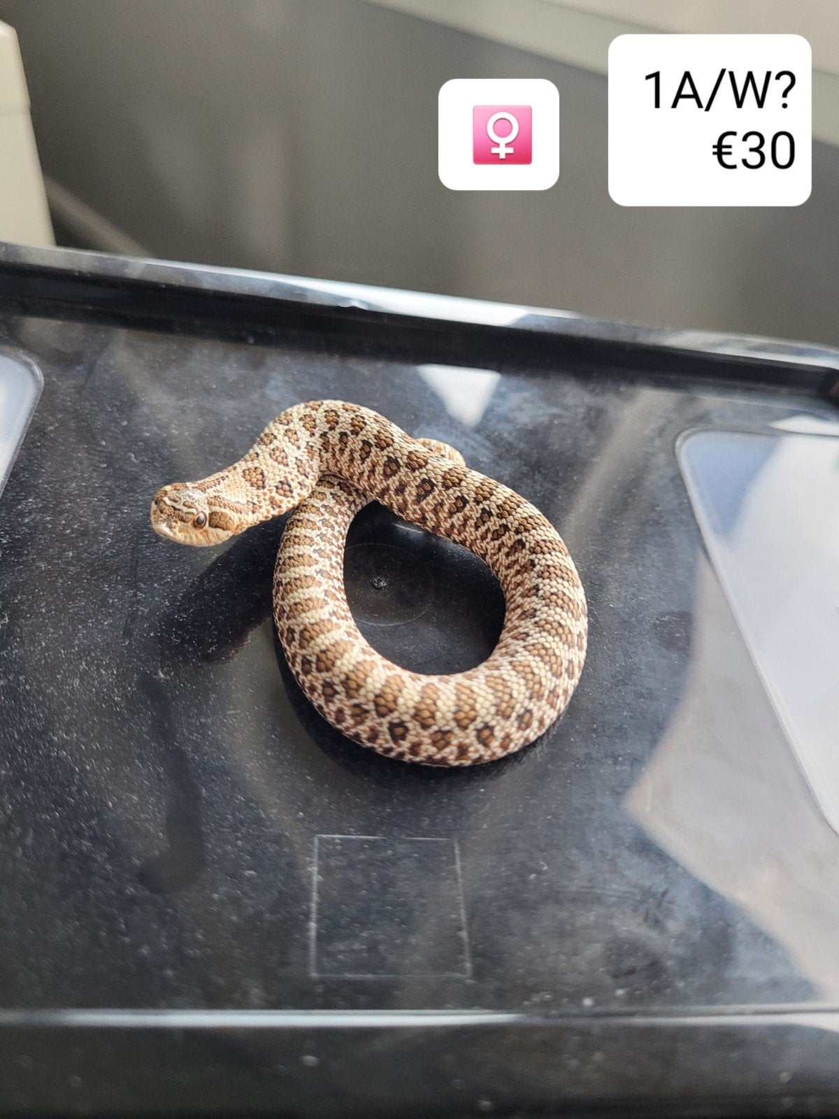 Heterodon Nasicus - Haakneusslang Hognose Snake photo 14