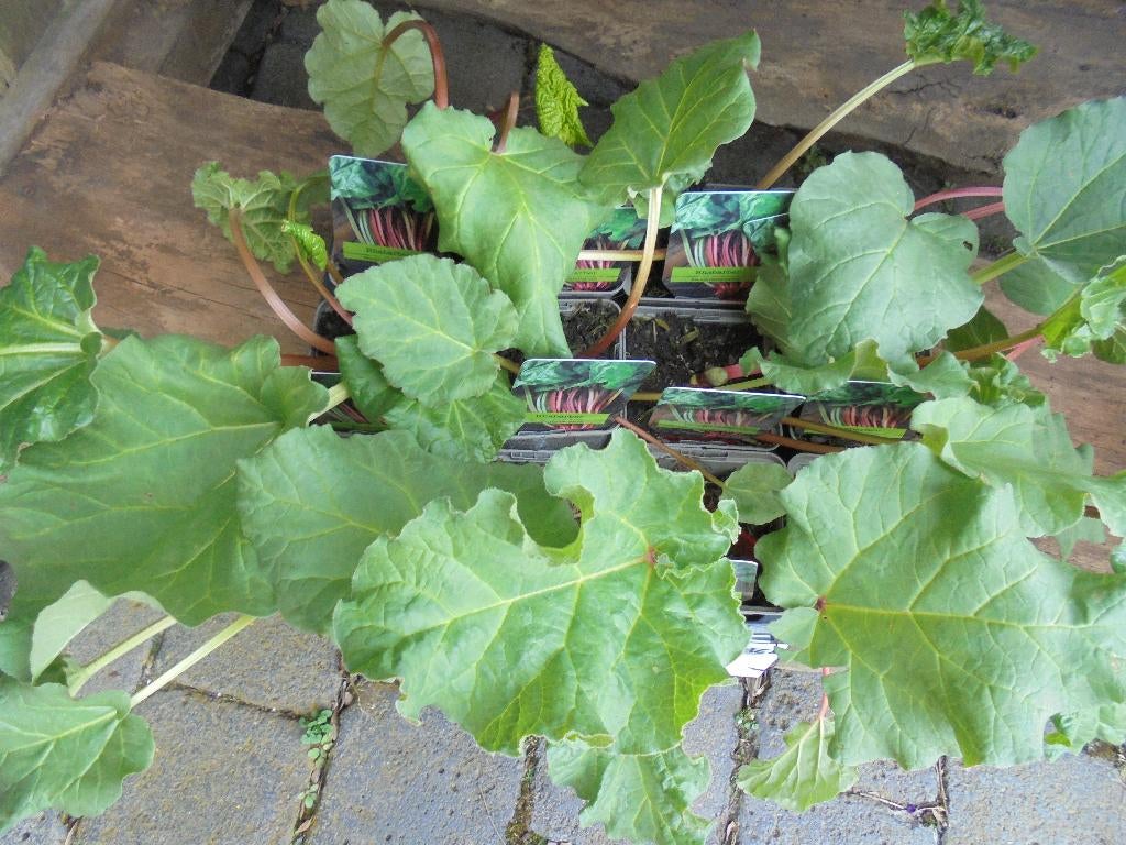 rabarberplanten, Tuin en Terras, Planten | Tuinplanten, Ophalen of Verzenden, Vaste plant, Groenteplanten, Halfschaduw