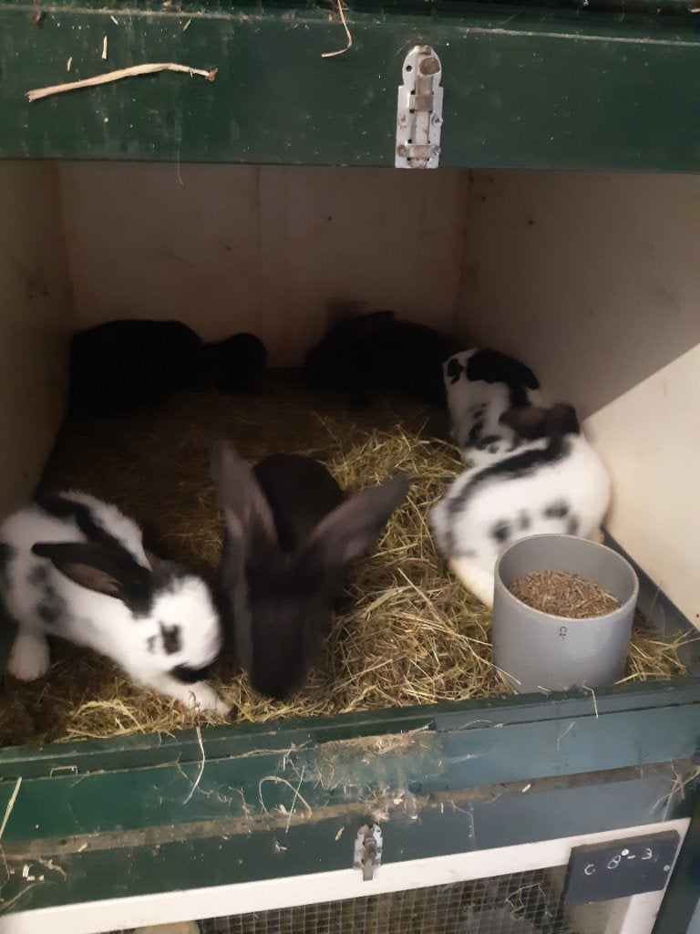 Jonge Lotharingers, Dieren en Toebehoren, Meerdere dieren, Groot