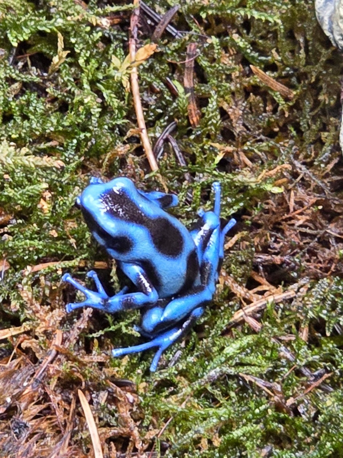 Dendrobates auratus blauw Frog - unknown for sale from Lost Treasures