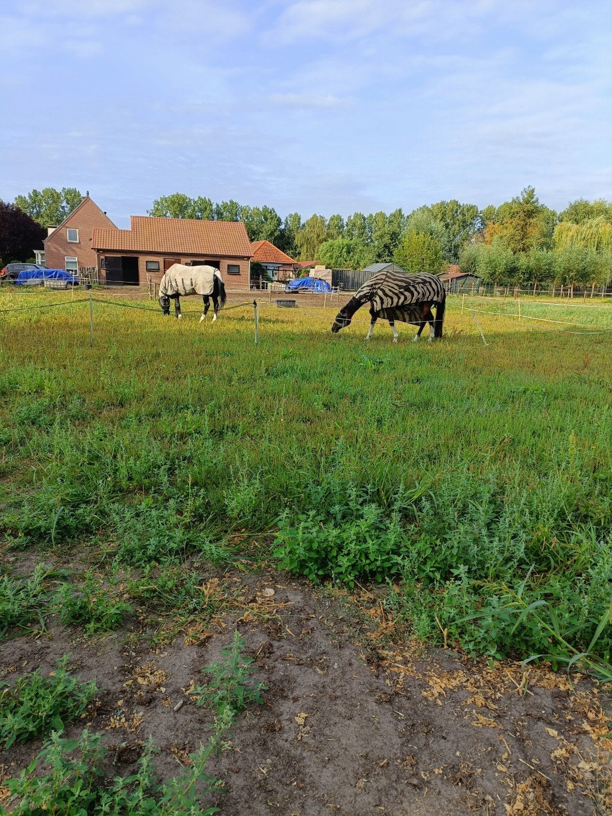 stal vrij in schijndel, Weidegang, 1 paard of pony