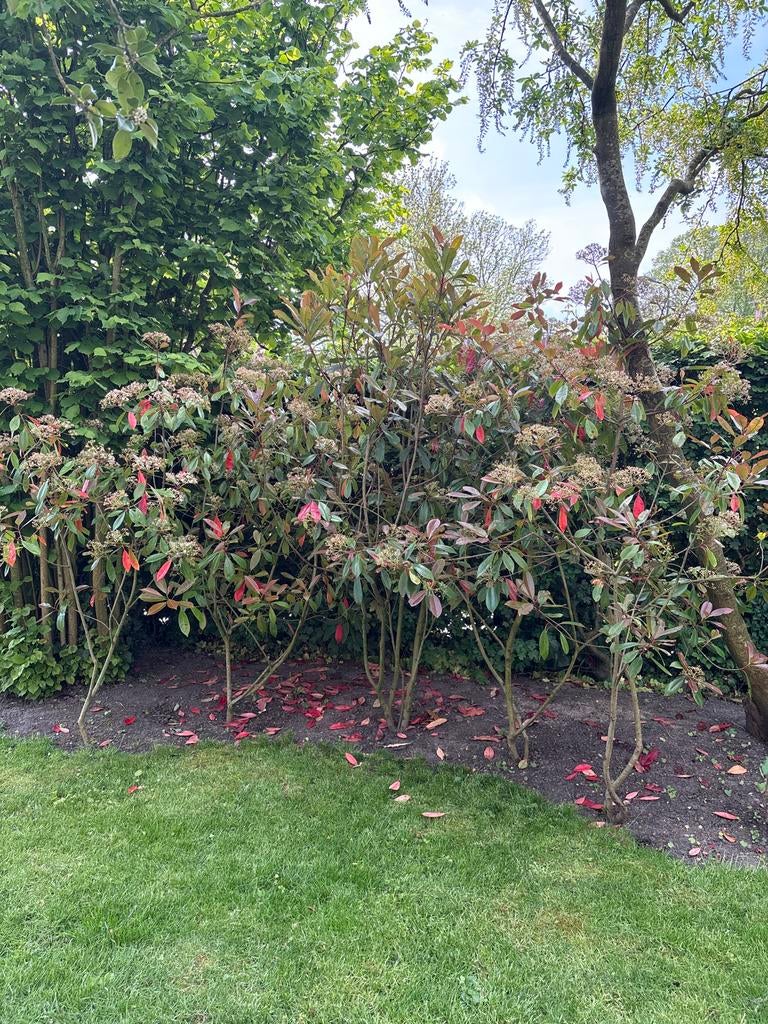 4 Rode Glansmispels (Photinia Red Robin) - 2 meter hoog, Ophalen, Halfschaduw, Overige soorten